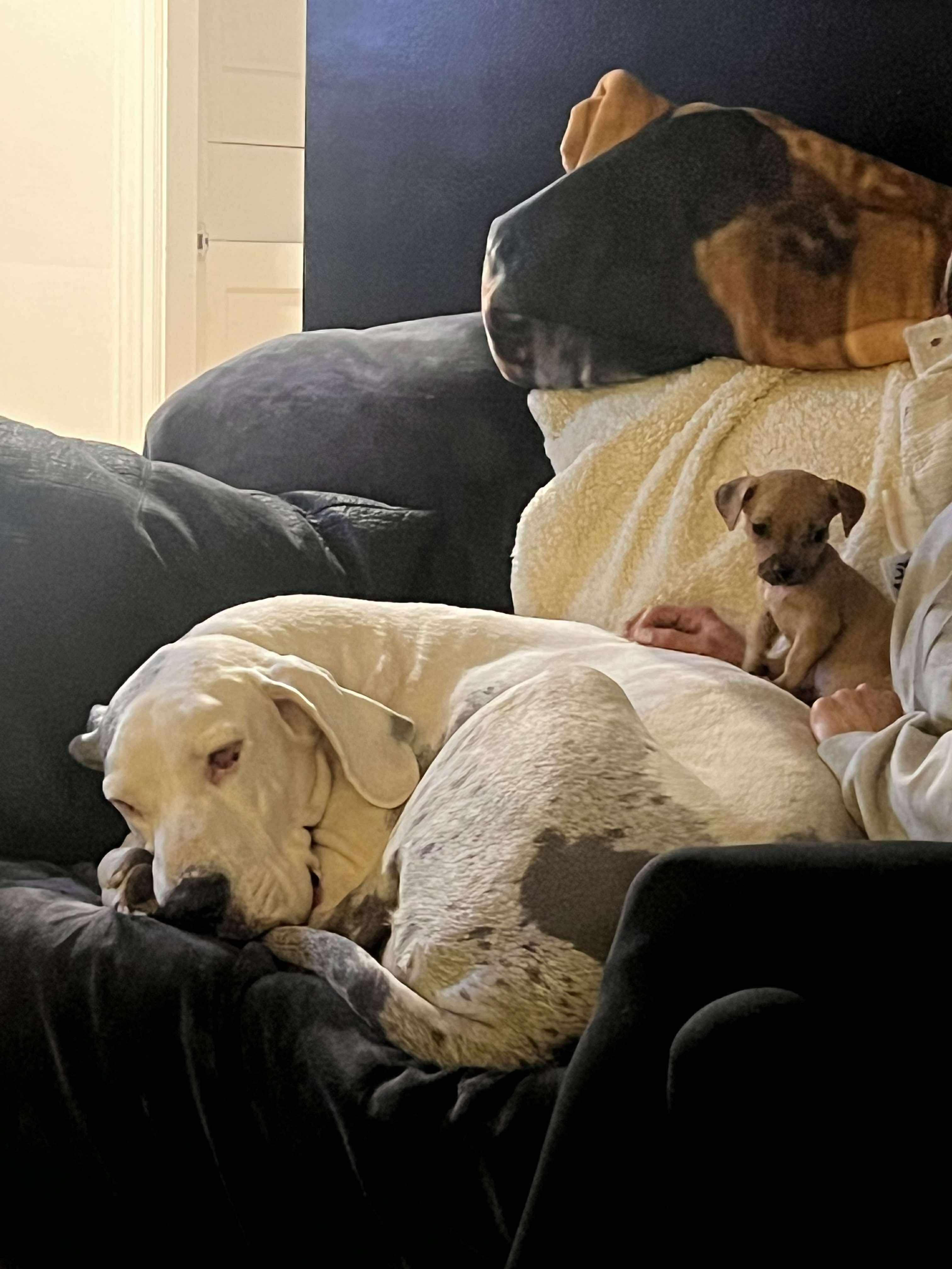 Enlarge Zander, a Adoptable mixed breed in West Warwick, RI image 5/5