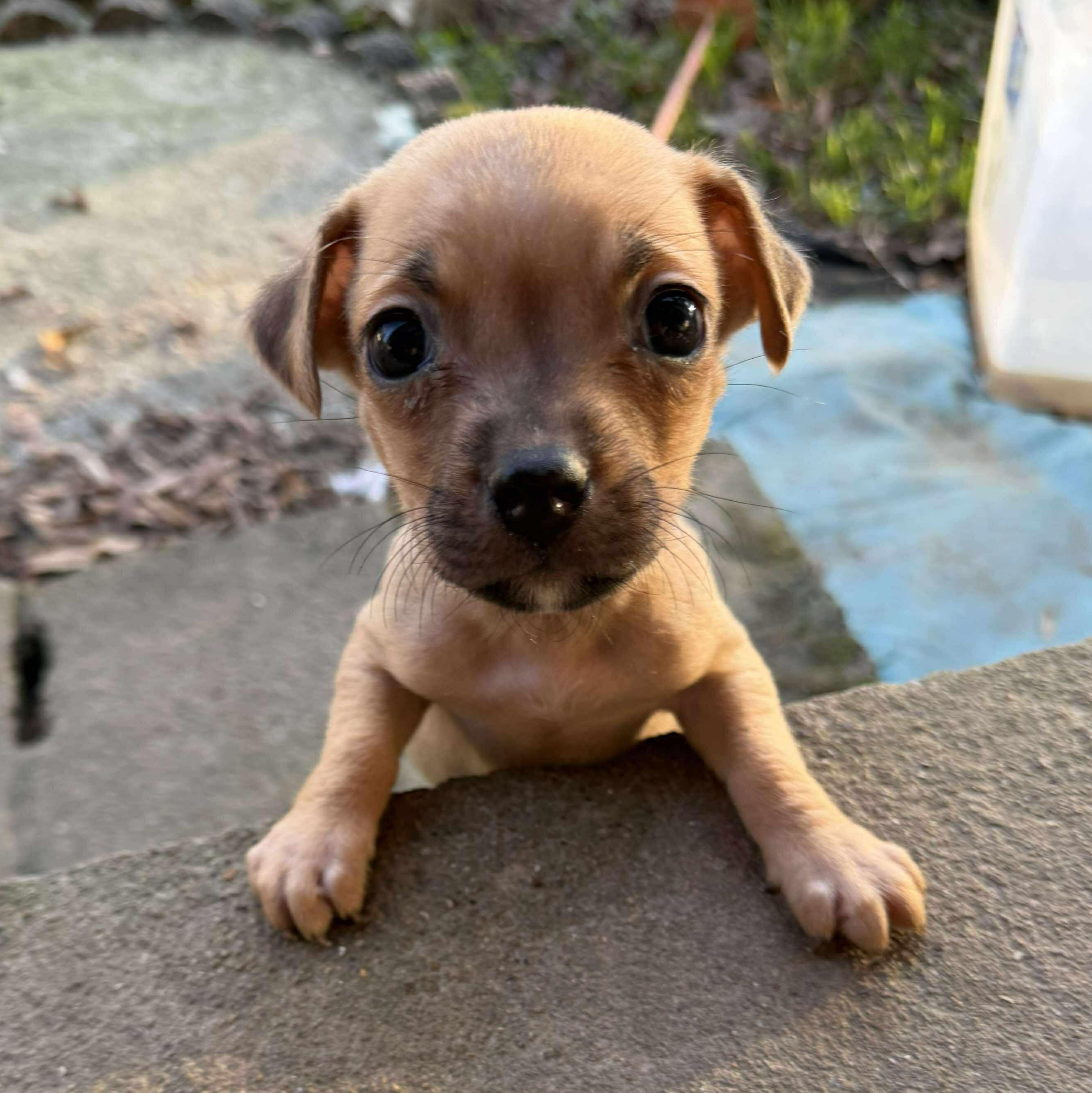 Enlarge Zander, a Adoptable mixed breed in West Warwick, RI image 2/5
