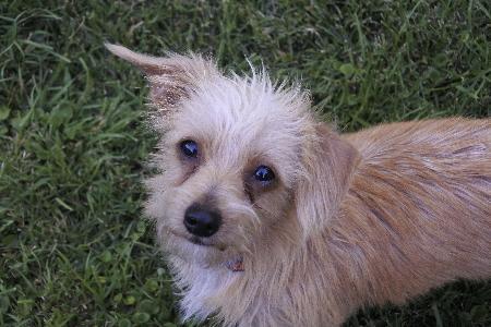Lil' Bit aka Fred, a Adoptable mixed breed in Half Moon Bay, CA image 3/6