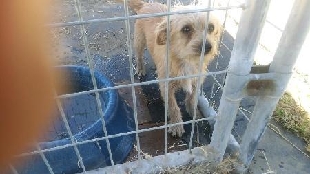 Lil' Bit aka Fred, a Adoptable mixed breed in Half Moon Bay, CA image 4/6