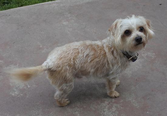 Lil' Bit aka Fred, a Adoptable mixed breed in Half Moon Bay, CA image 4/6