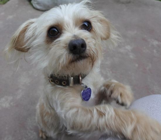 Lil' Bit aka Fred, a Adoptable mixed breed in Half Moon Bay, CA image 5/6