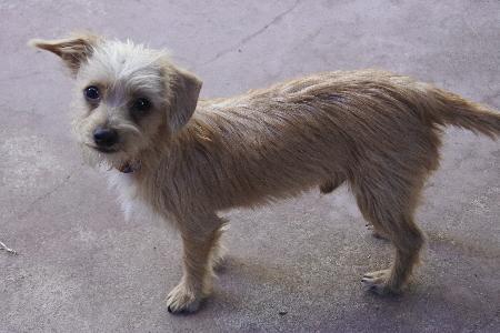 Lil' Bit aka Fred, a Adoptable mixed breed in Half Moon Bay, CA image 6/6