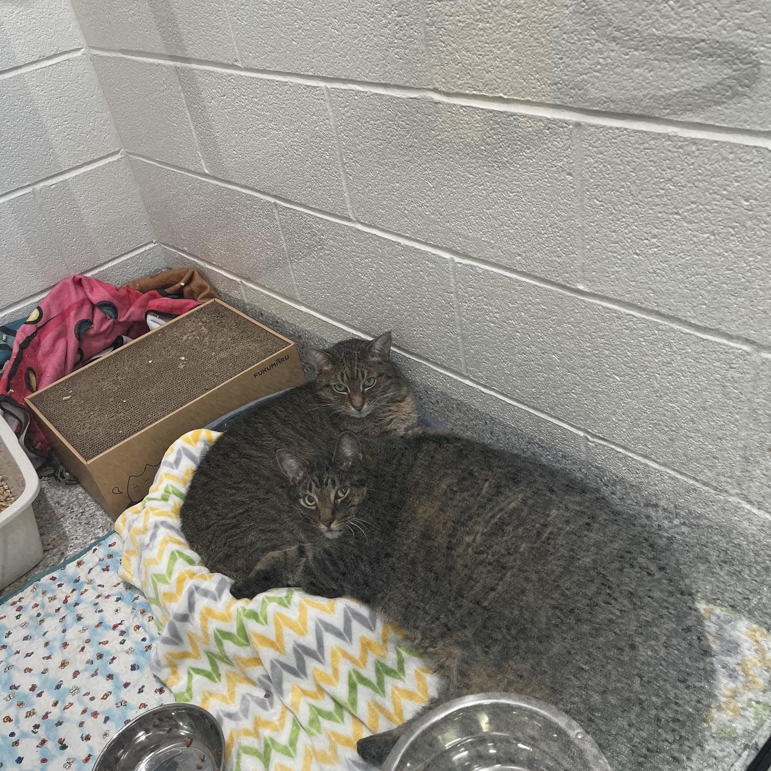 Mikey & Minou, ADOPTABLE, Adult Male Domestic Short Hair.