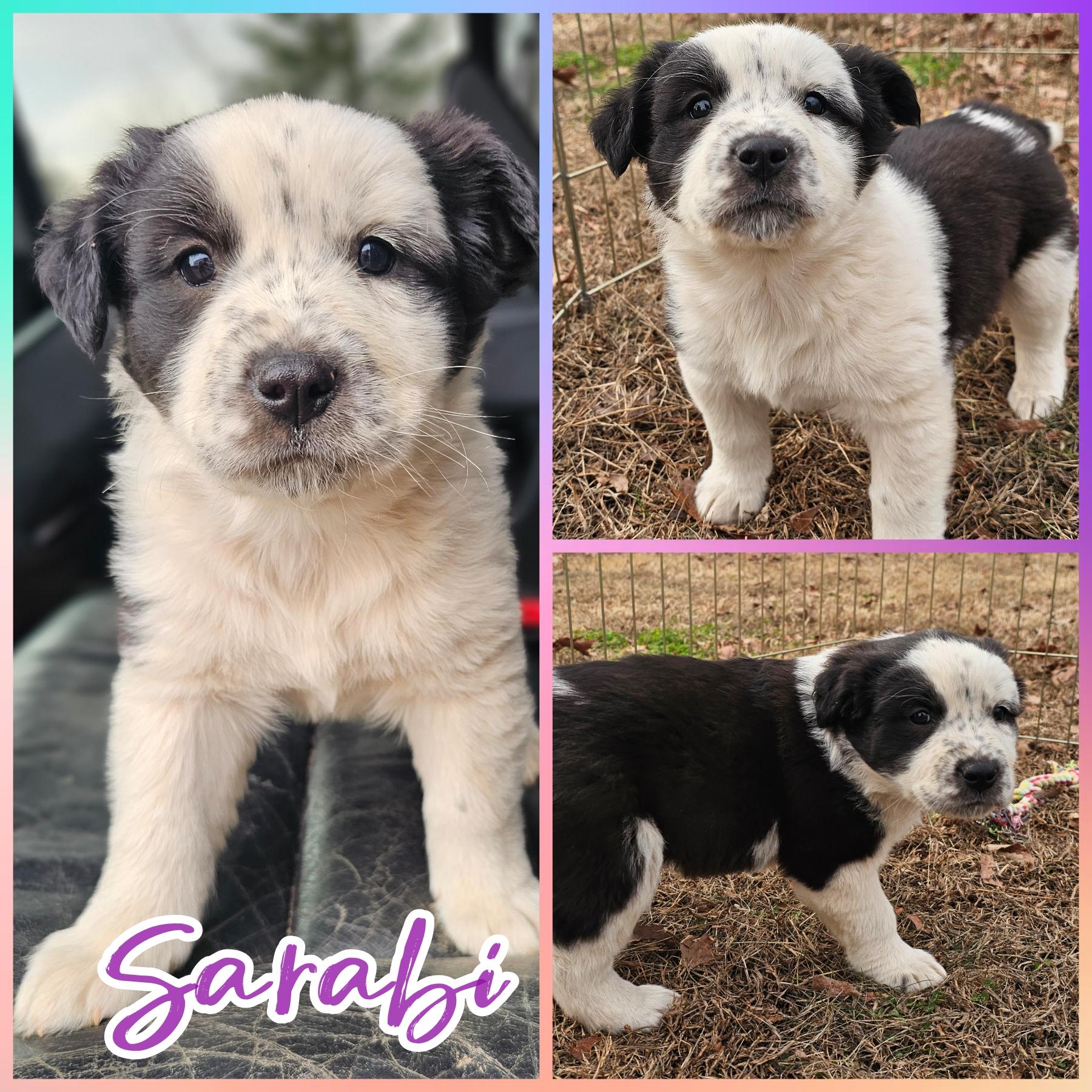Sarabi , Adoptable, Puppy Female Great Pyrenees & Carolina Dog.