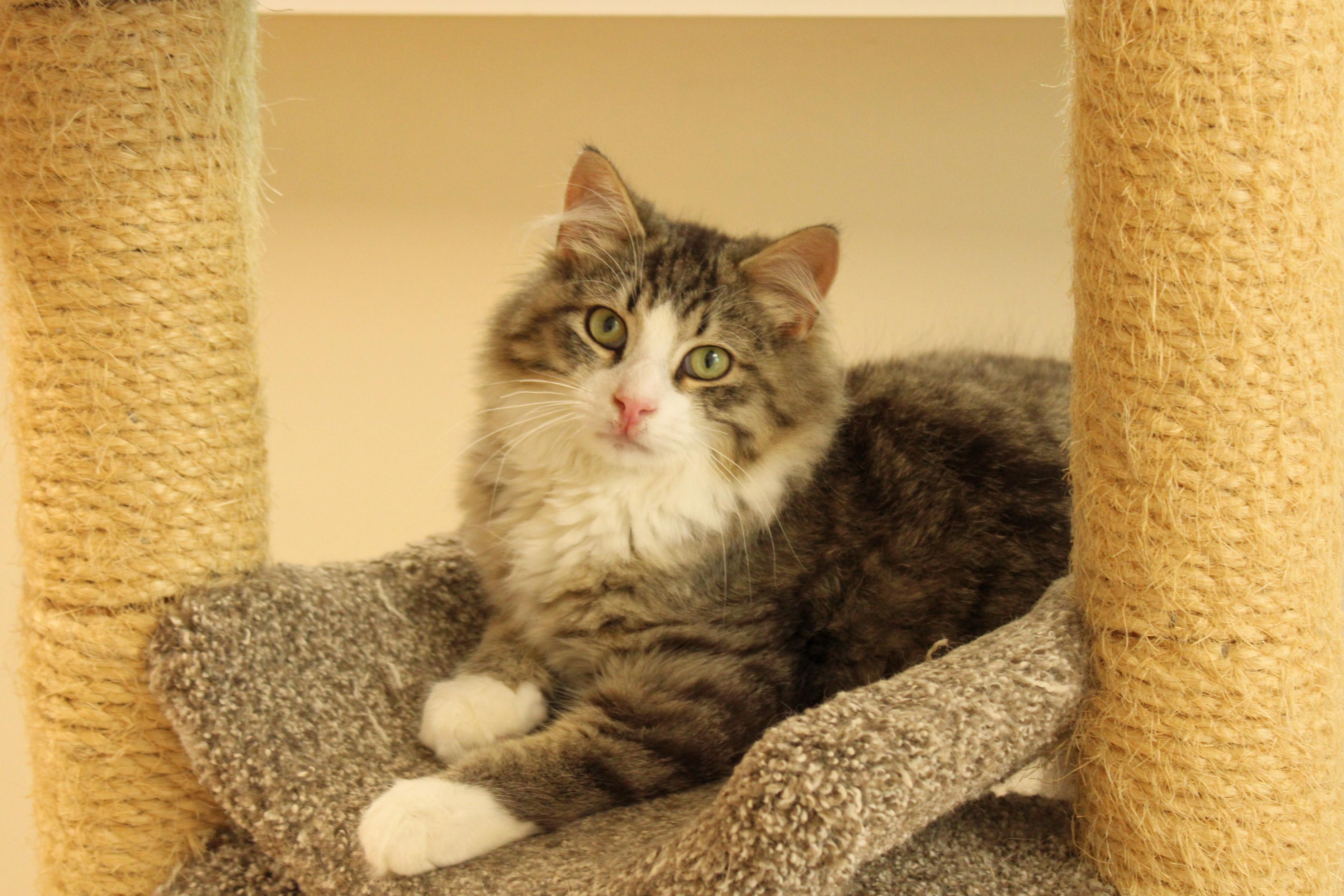 Clint, Adult Male Domestic Long Hair