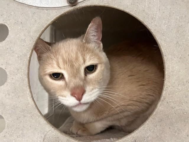 IGGY, Adoptable, Senior Male Domestic Short Hair.