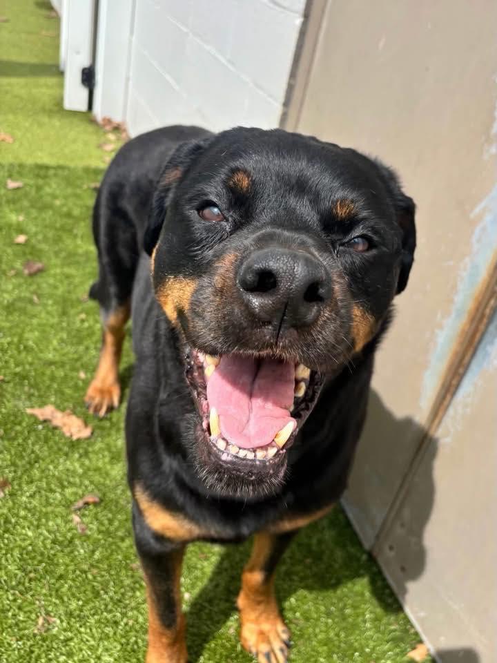 Willie, a ADOPTABLE Rottweiler in Polk, OH image 2/4
