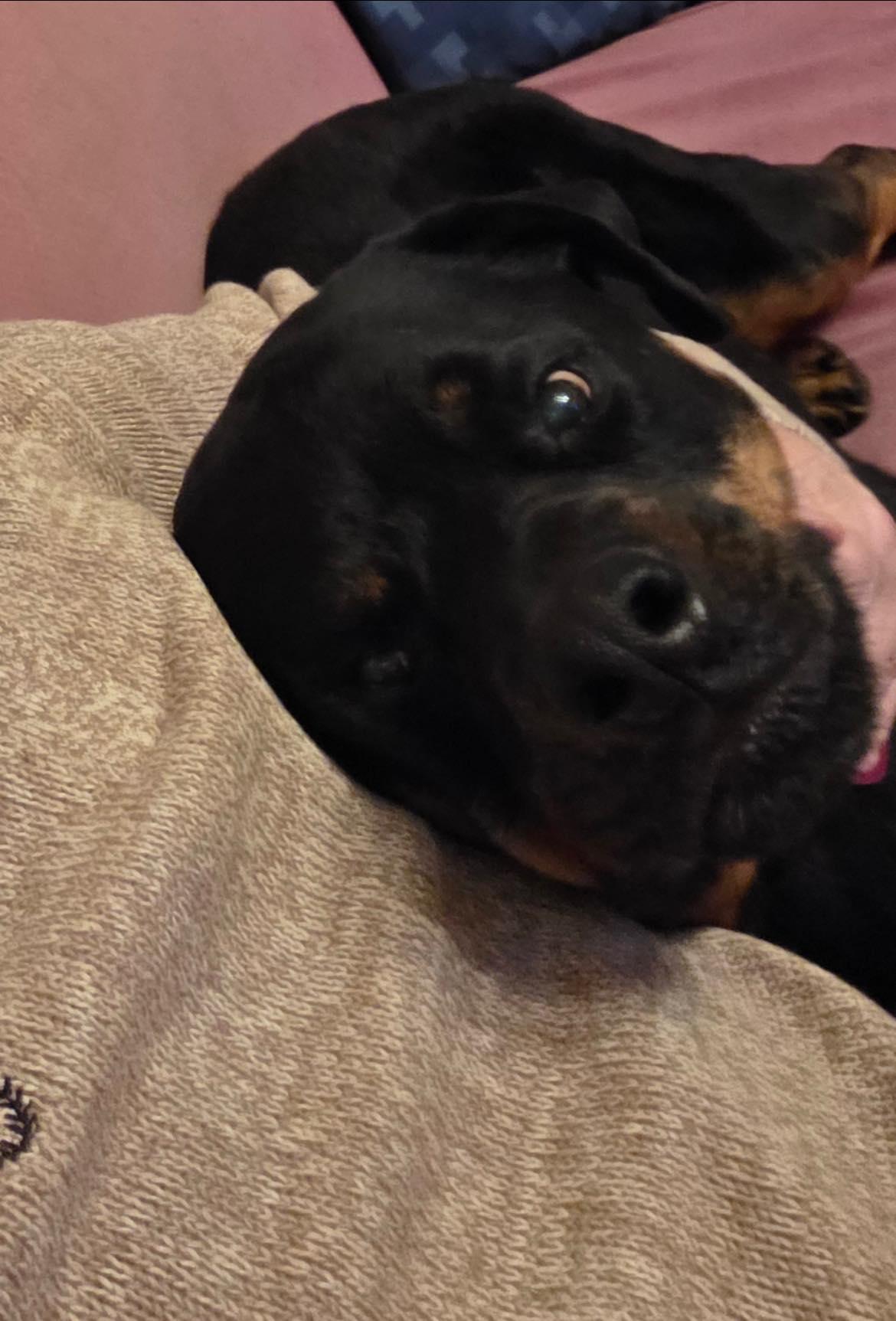 Willie, a ADOPTABLE Rottweiler in Polk, OH image 1/4