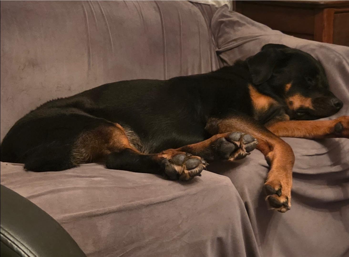 Willie, a ADOPTABLE Rottweiler in Polk, OH image 4/4