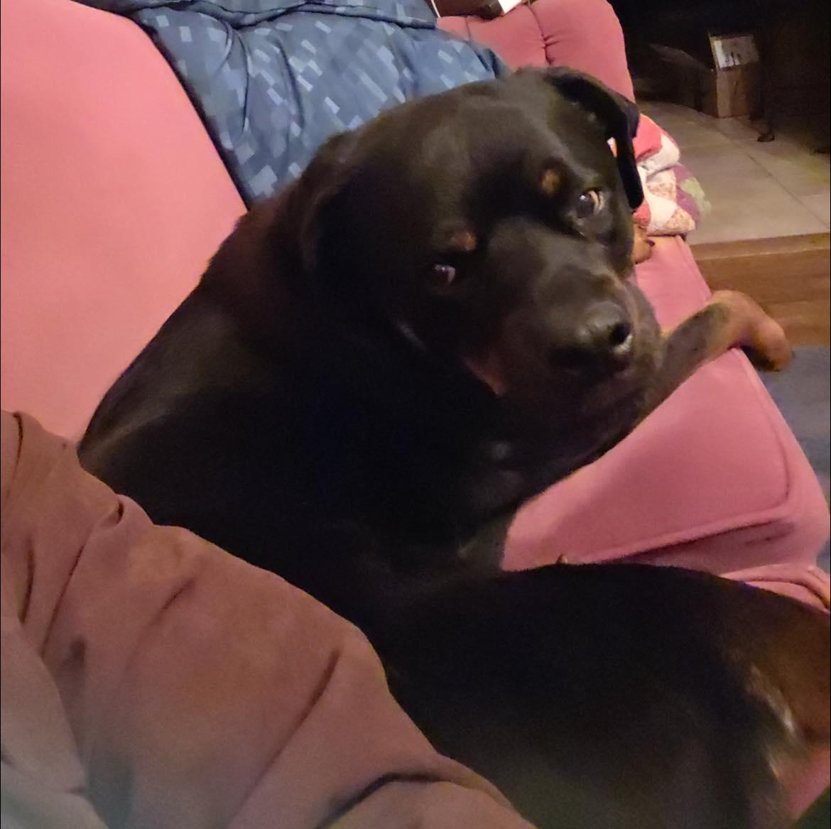 Willie, a ADOPTABLE Rottweiler in Polk, OH image 3/4