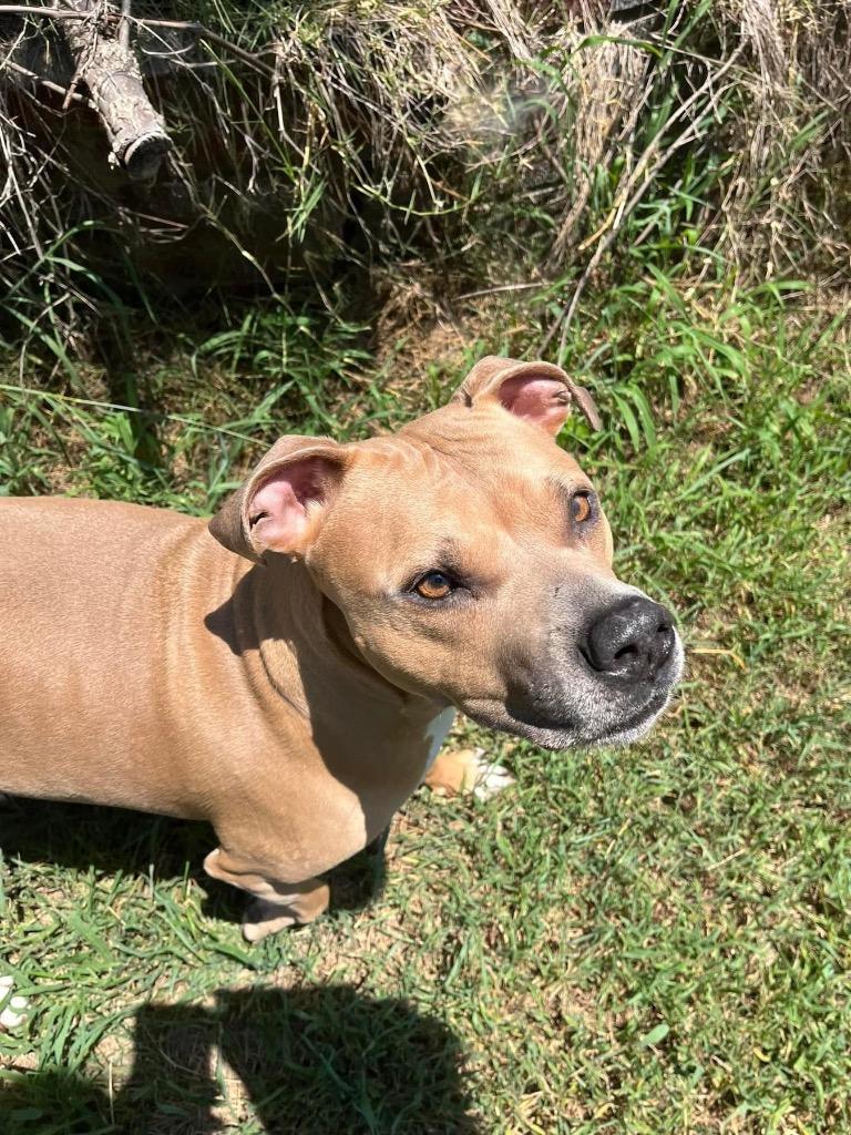 Christmas - CL, Adoptable, Adult Female Pit Bull Terrier.