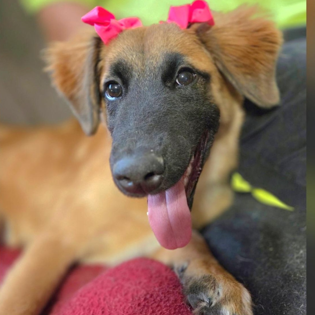 Clover, ADOPTABLE, Puppy Female Belgian Shepherd / Malinois & Mixed Breed.