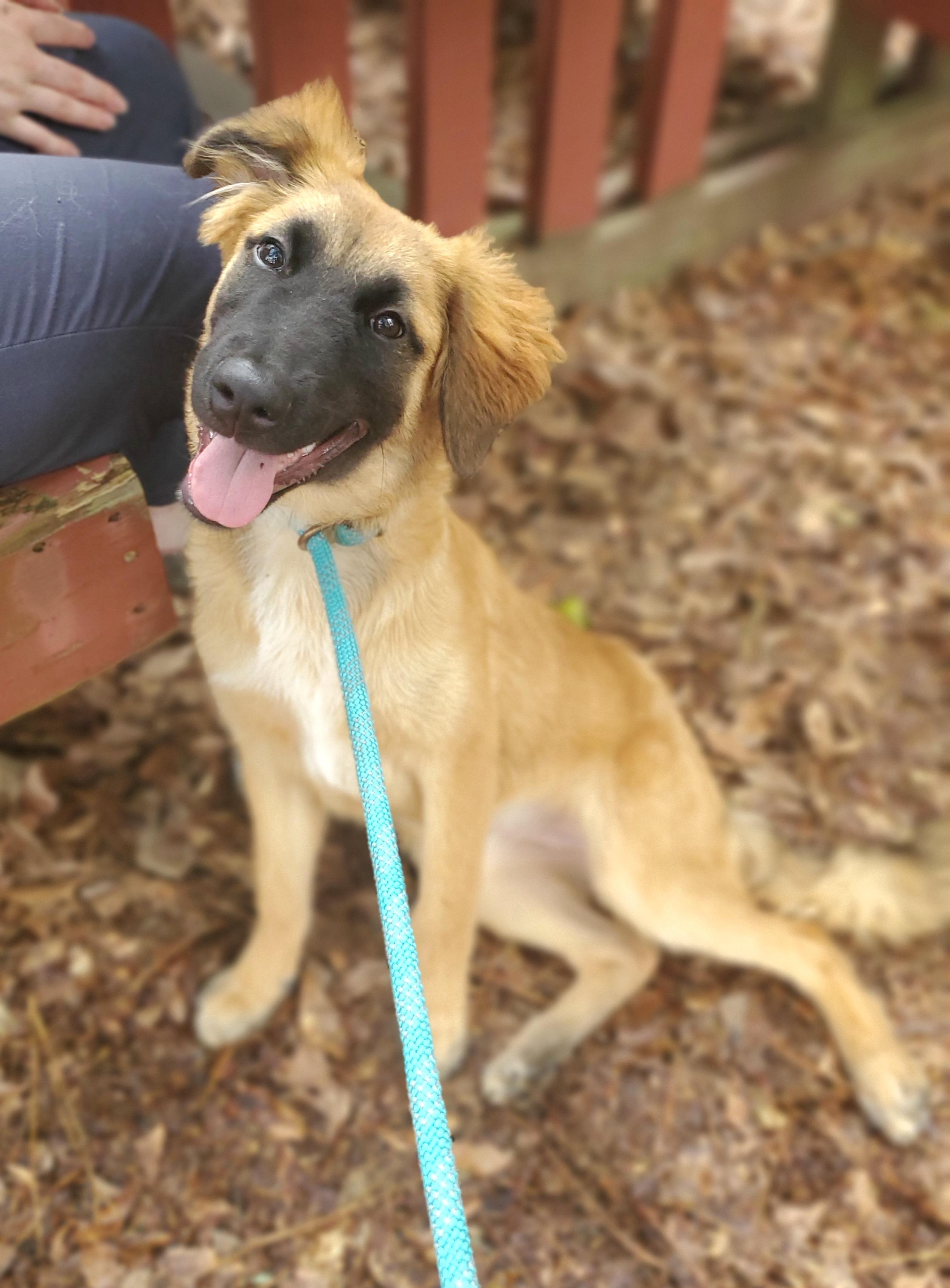 Clover, a ADOPTABLE mixed breed in Gilbert, SC image 4/6