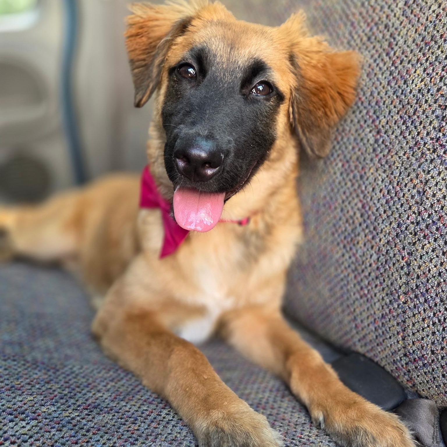 Clover, a ADOPTABLE mixed breed in Gilbert, SC image 2/6