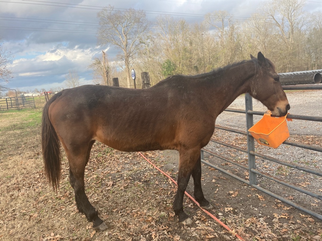 Enlarge Charm, a Adoptable Quarterhorse in Walker, LA image 1/2