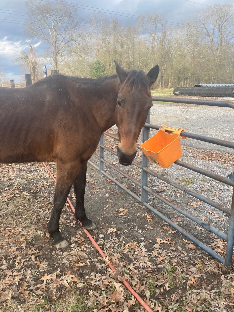 Enlarge Charm, a Adoptable Quarterhorse in Walker, LA image 2/2