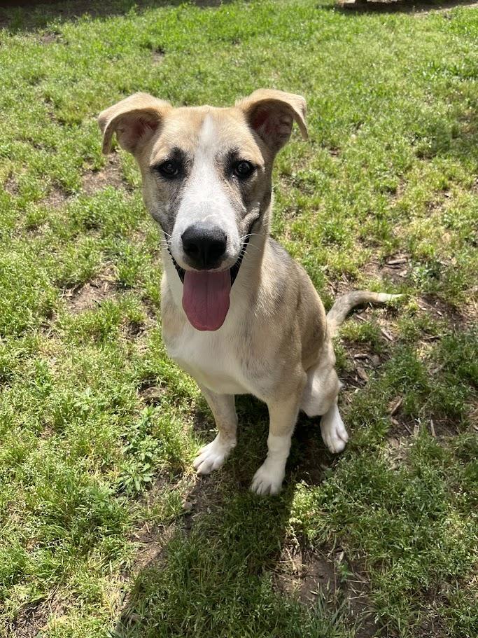 Enlarge Grizzly* A207766, a Adoptable mixed breed in Plano, TX image 6/6