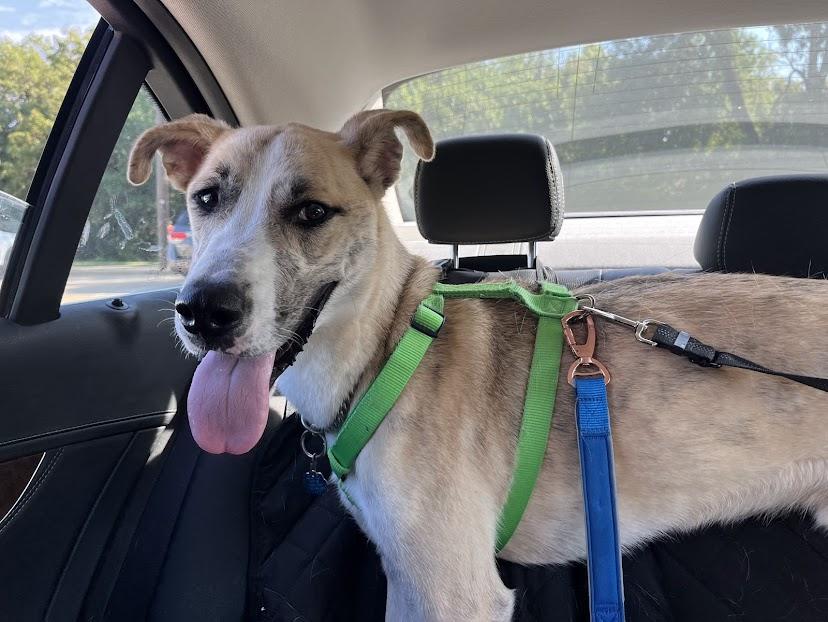 Enlarge Grizzly* A207766, a Adoptable mixed breed in Plano, TX image 4/6