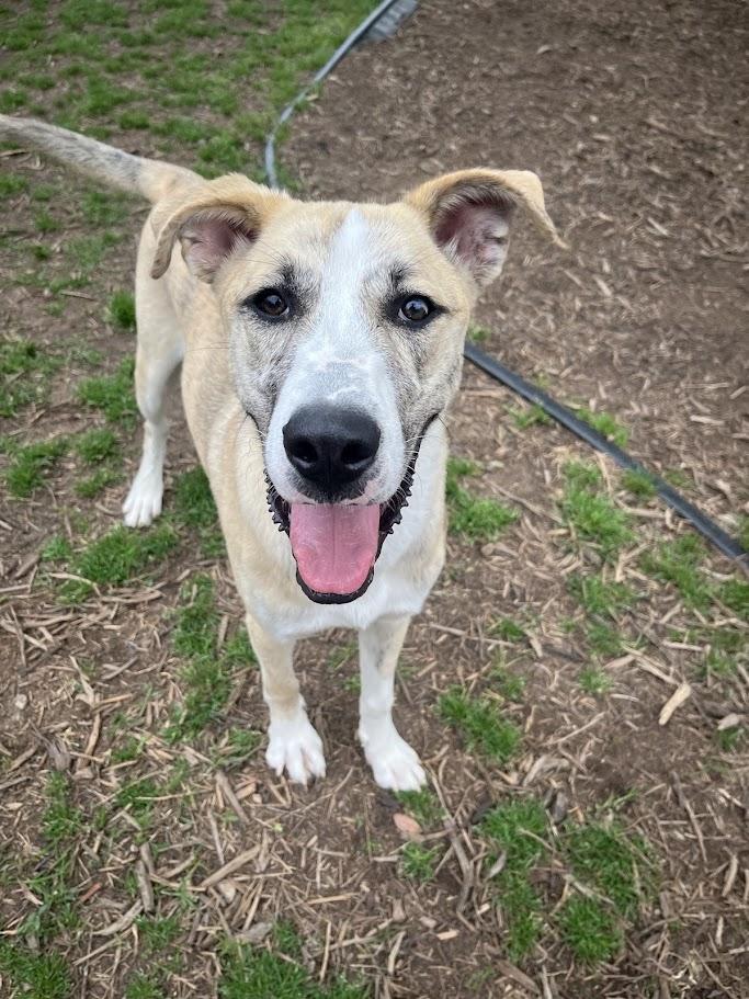 Grizzly* A207766, Adoptable, Young Male Anatolian Shepherd.