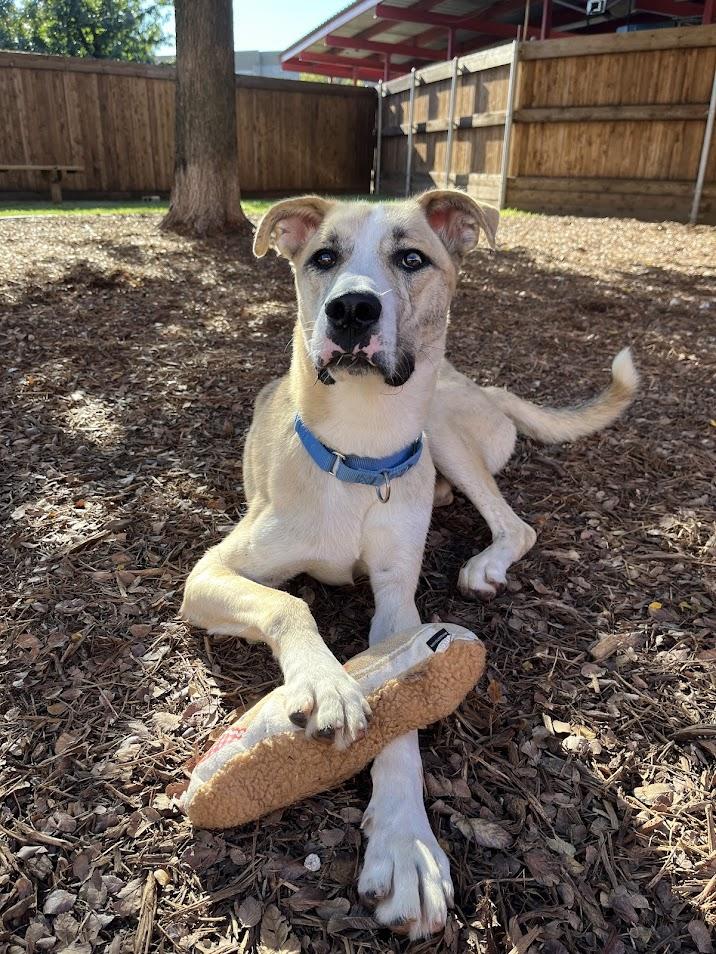 Enlarge Grizzly* A207766, a Adoptable mixed breed in Plano, TX image 3/6