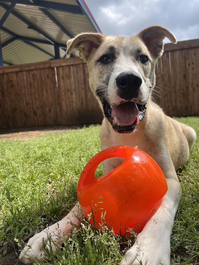 Enlarge Grizzly* A207766, a Adoptable mixed breed in Plano, TX image 5/6