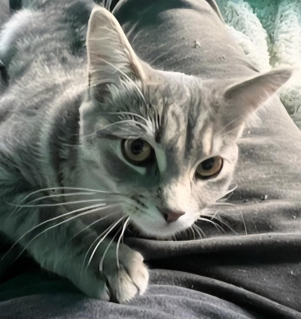 Lydia, ADOPTABLE, Young Female Domestic Short Hair.