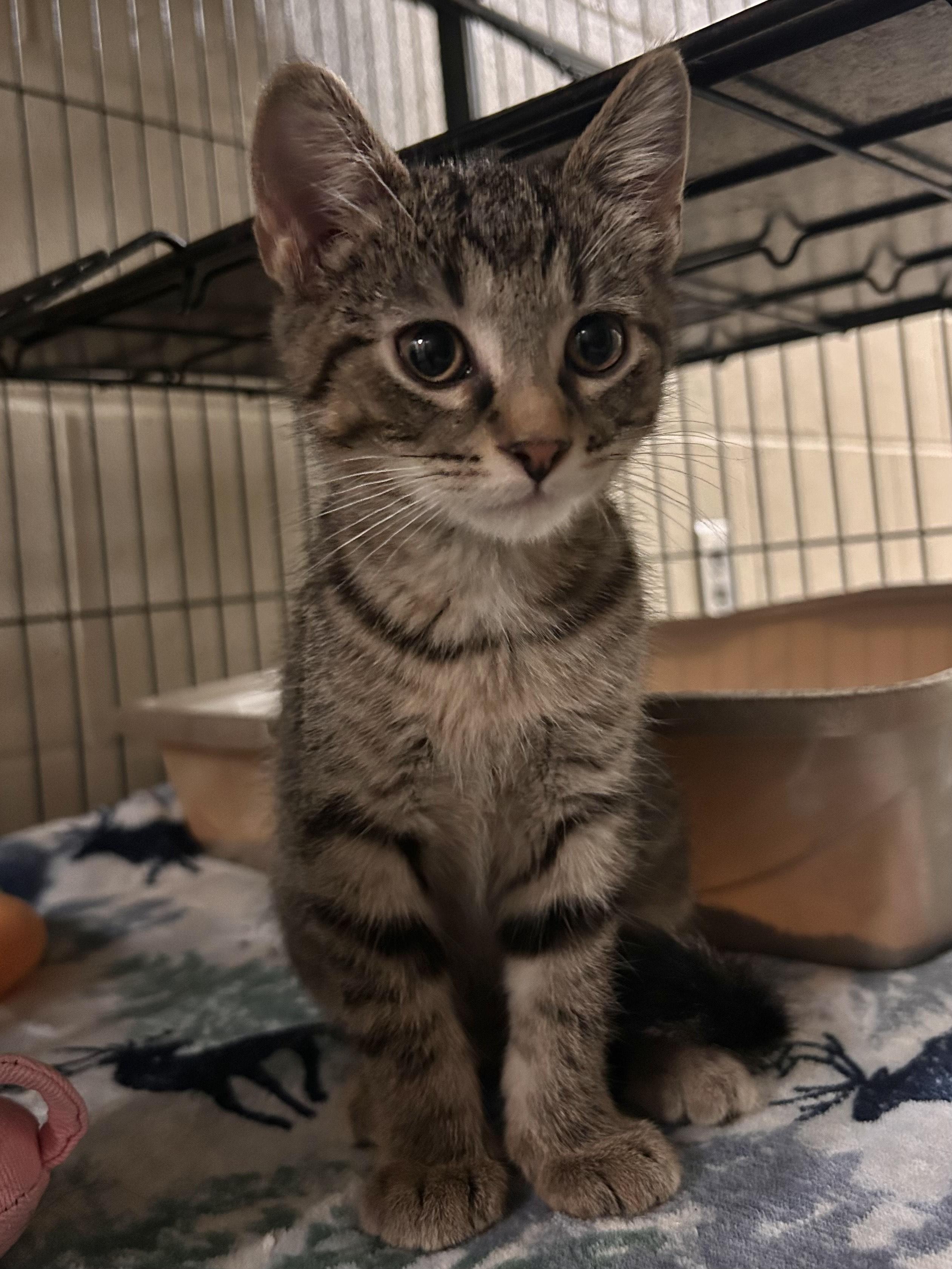 Bagel, Adoptable, Young Male Domestic Short Hair.