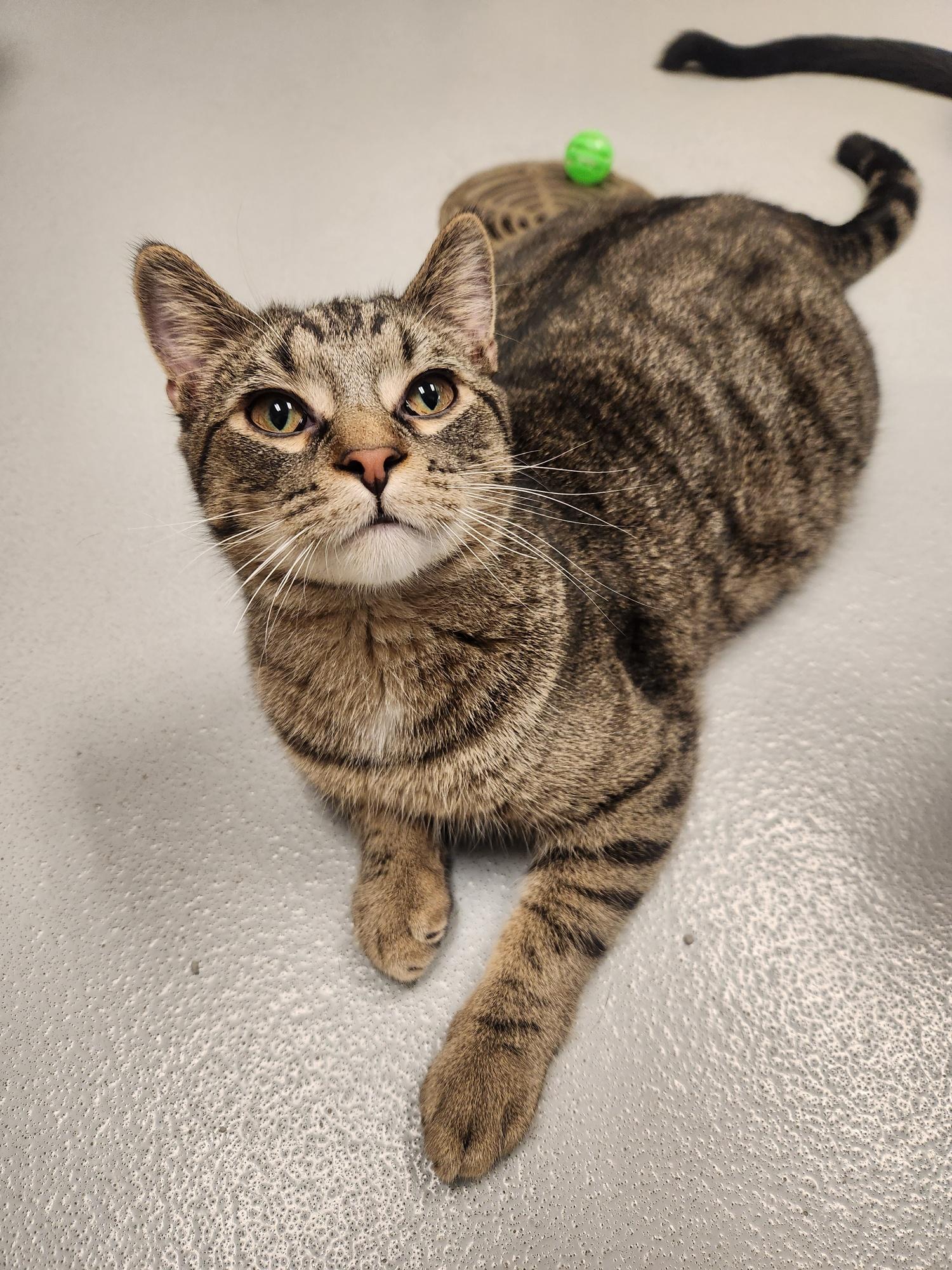 Bagel, Adoptable, Young Male Domestic Short Hair.