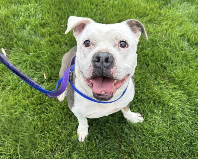 Enlarge MISTER, a Adoptable Pit Bull Terrier in Martinez, CA image 1/1