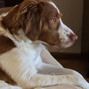 Beau #20043804 WI, an adopted Brittany Spaniel in Manitowoc, WI image 1/4