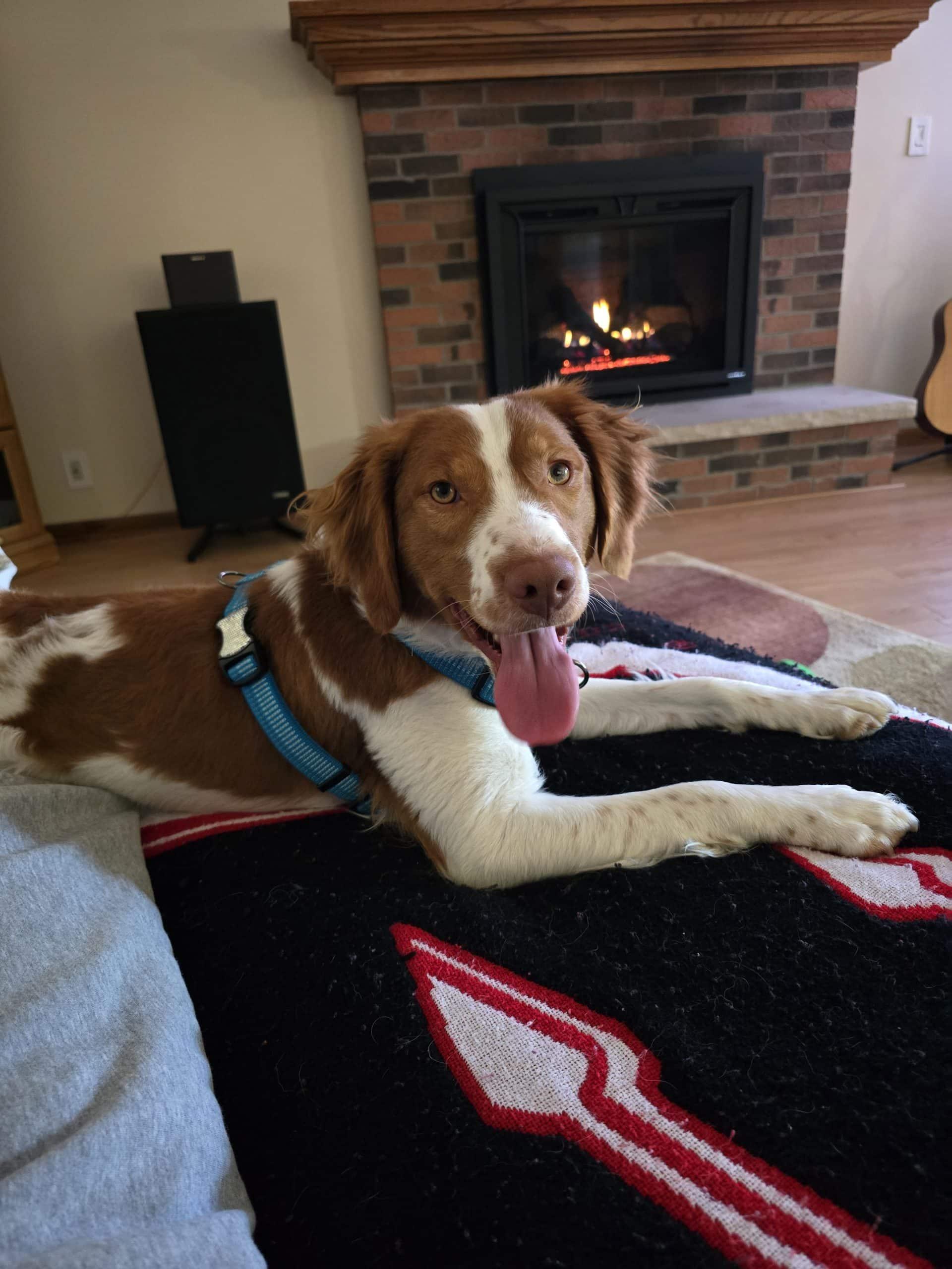 Beau #20043804 WI, an adopted Brittany Spaniel in Manitowoc, WI image 3/4