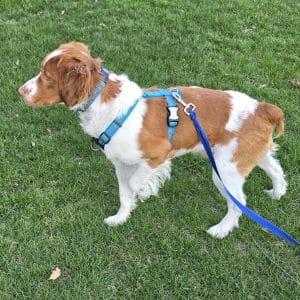 Beau #20043804 WI, an adopted Brittany Spaniel in Manitowoc, WI image 4/4