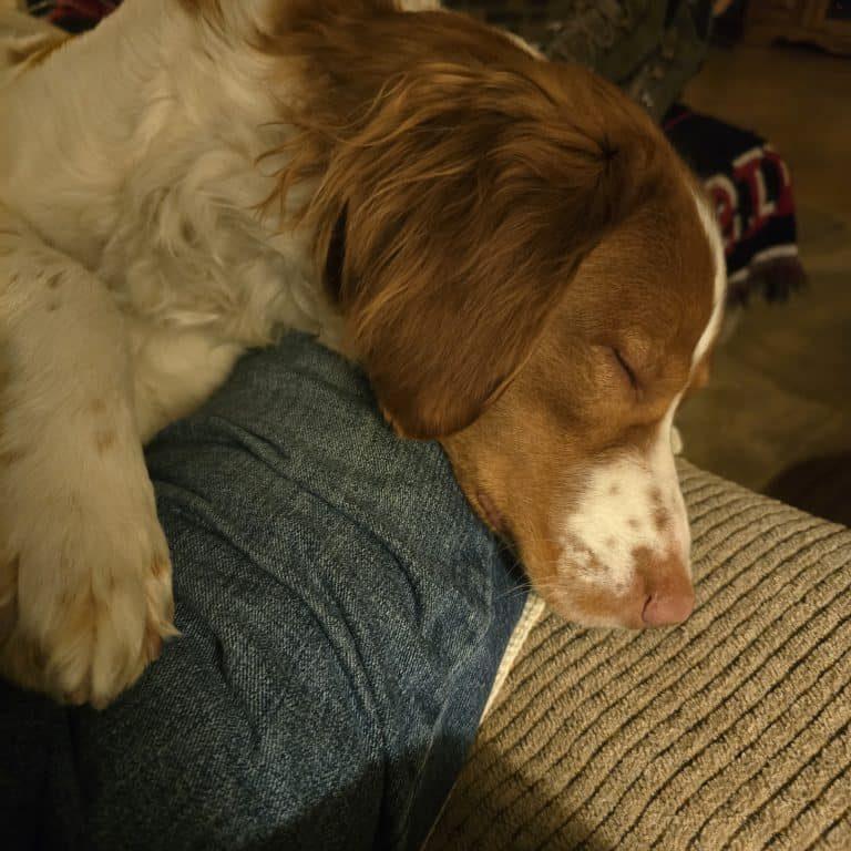 Beau #20043804 WI, an adopted Brittany Spaniel in Manitowoc, WI image 2/4
