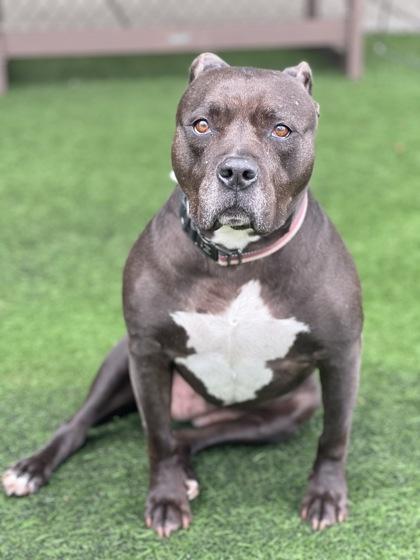 Stella, an adoptable mixed breed in Sacramento, CA image 4/4