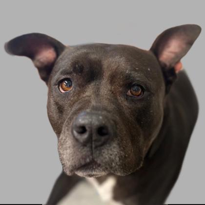 Stella, an adoptable mixed breed in Sacramento, CA image 3/4