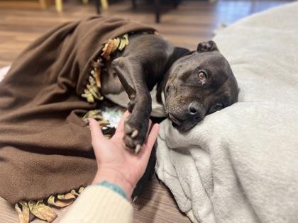 Stella, an adoptable mixed breed in Sacramento, CA image 2/4
