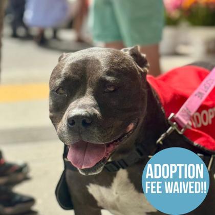 Stella, an adoptable mixed breed in Sacramento, CA image 1/4