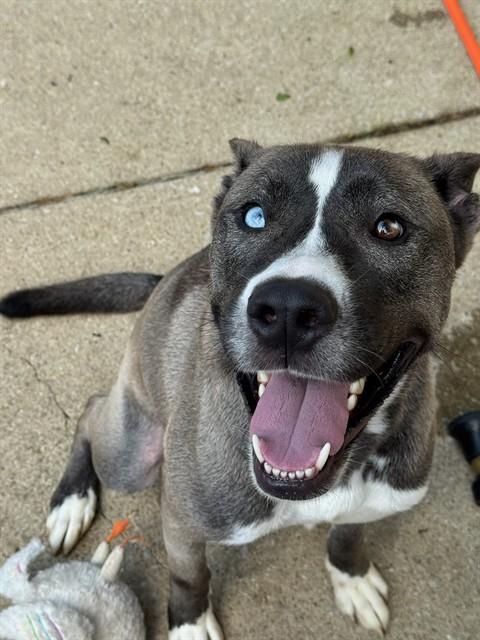 Enlarge BUBBA, a Adoptable mixed breed in Aurora, IL image 1/1