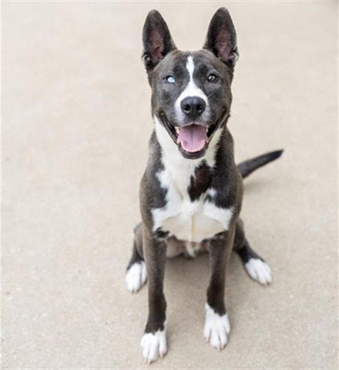 Enlarge BUBBA, a Adoptable mixed breed in Aurora, IL image 1/1