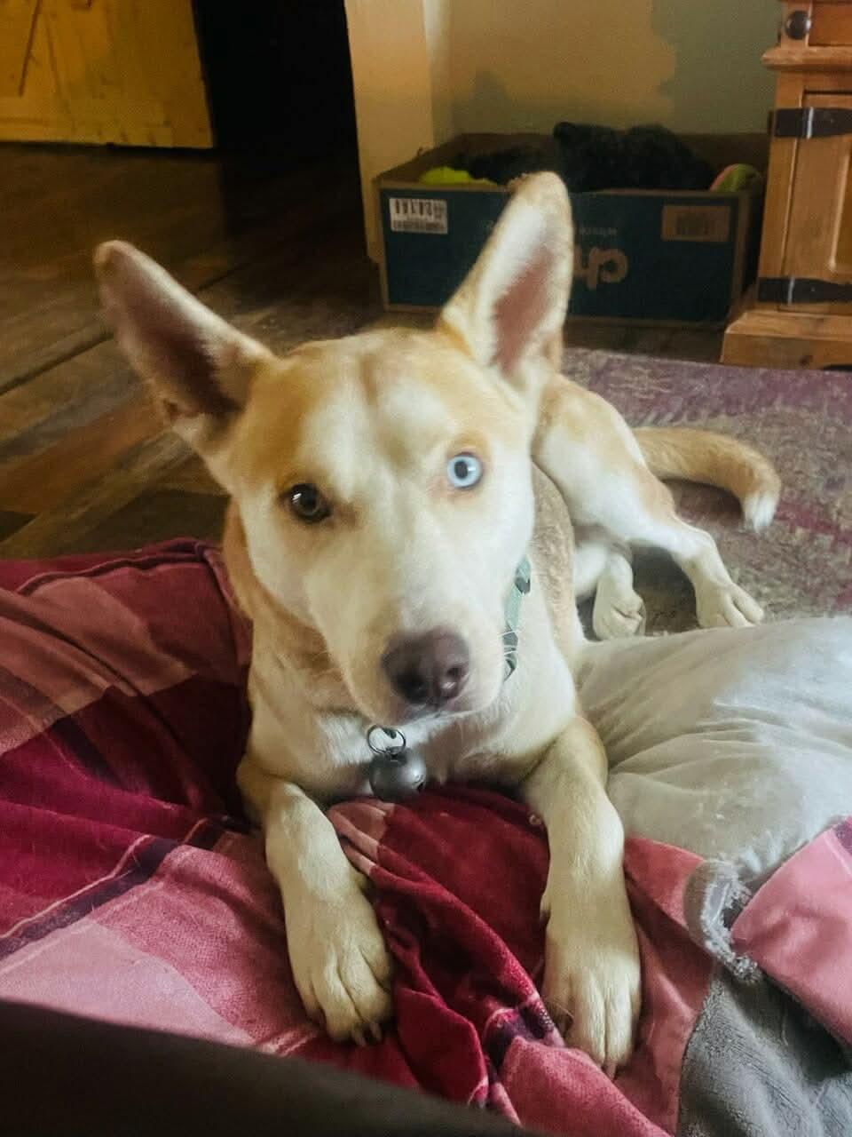 Chance, a Adoptable mixed breed in Westwood, NJ image 4/6