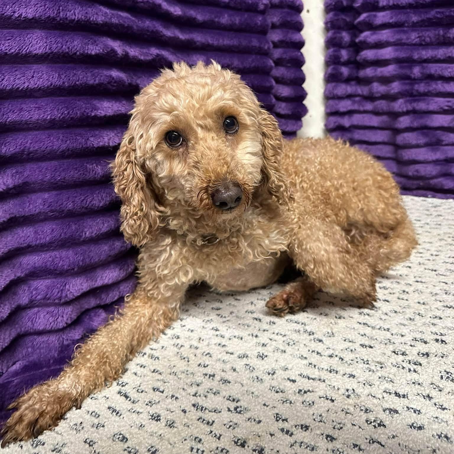 Enlarge Wynn (13)-Foster Home Needed, a Adoptable Goldendoodle in Hartland, WI image 6/6
