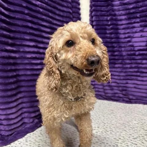 Enlarge Wynn (13)-Foster Home Needed, a Adoptable Goldendoodle in Hartland, WI image 4/6