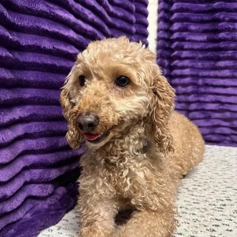 Enlarge Wynn (13)-Foster Home Needed, a Adoptable Goldendoodle in Hartland, WI image 2/6