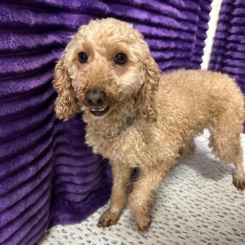 Enlarge Wynn (13)-Foster Home Needed, a Adoptable Goldendoodle in Hartland, WI image 5/6