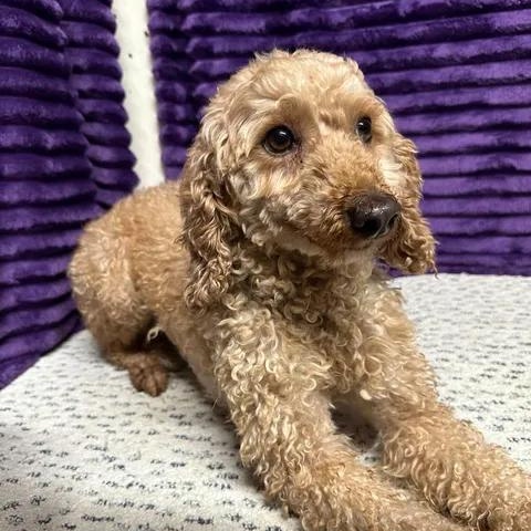 Wynn (13)-Foster Home Needed, Adoptable, Adult Female Goldendoodle.