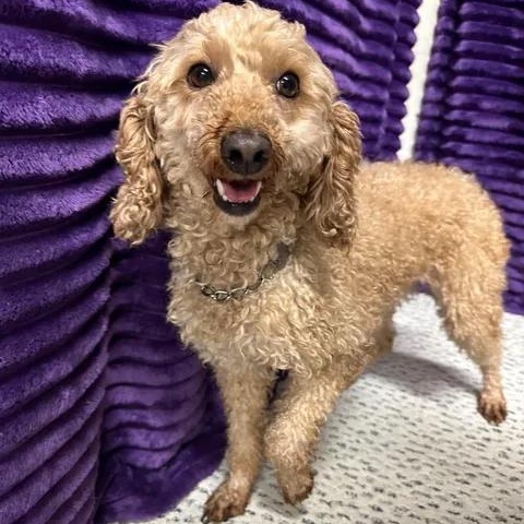 Wynn (13)-Meet me on 10/31, Adoptable, Adult Female Goldendoodle.