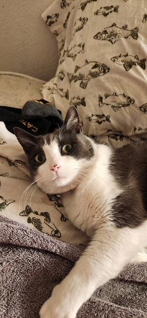 Enlarge Scrooge, an adopted Domestic Short Hair in Las Vegas, NV image 3/3