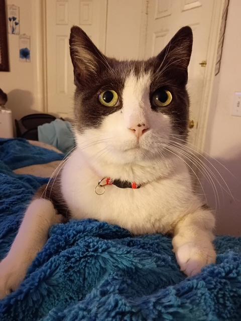 Enlarge Scrooge, an adopted Domestic Short Hair in Las Vegas, NV image 1/3