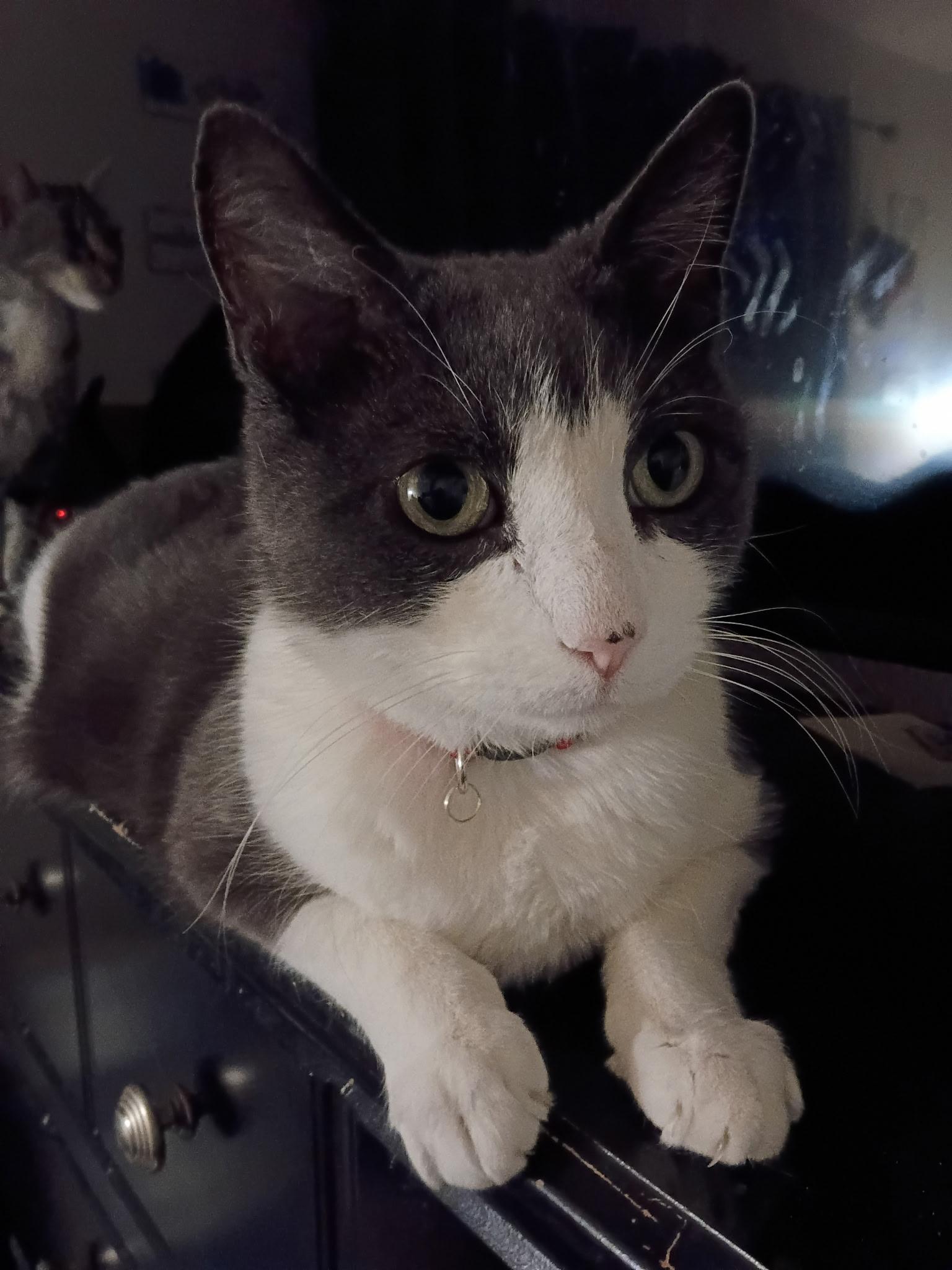 Enlarge Scrooge, an adopted Domestic Short Hair in Las Vegas, NV image 2/3